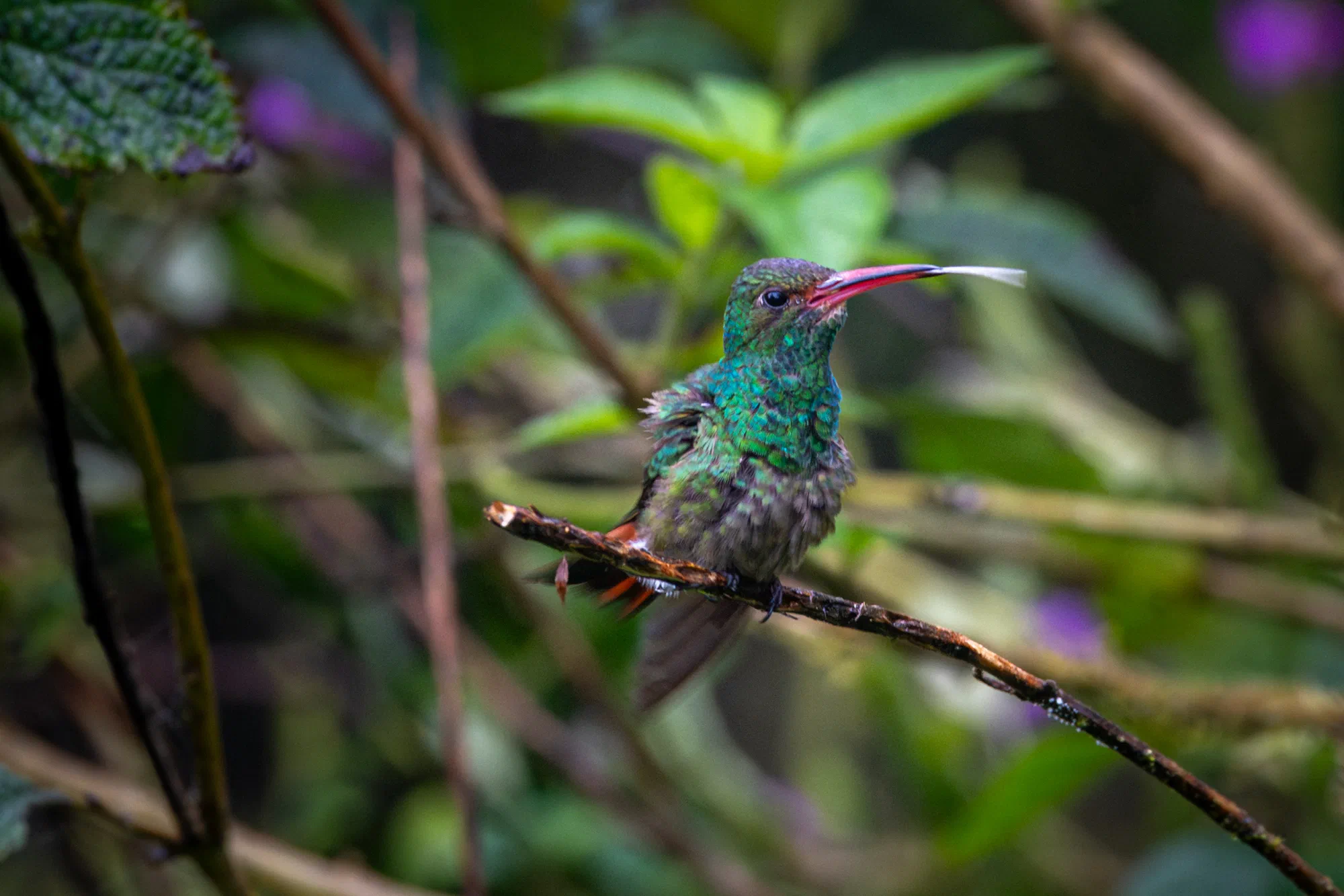 Hummingbird Raspberry
