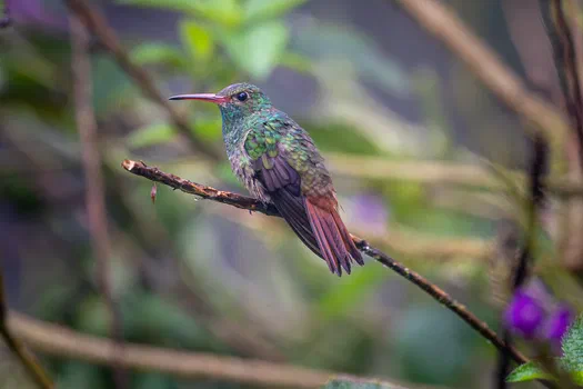 Rufous-tailed Hummingbird Rufous-tailed Hummingbird