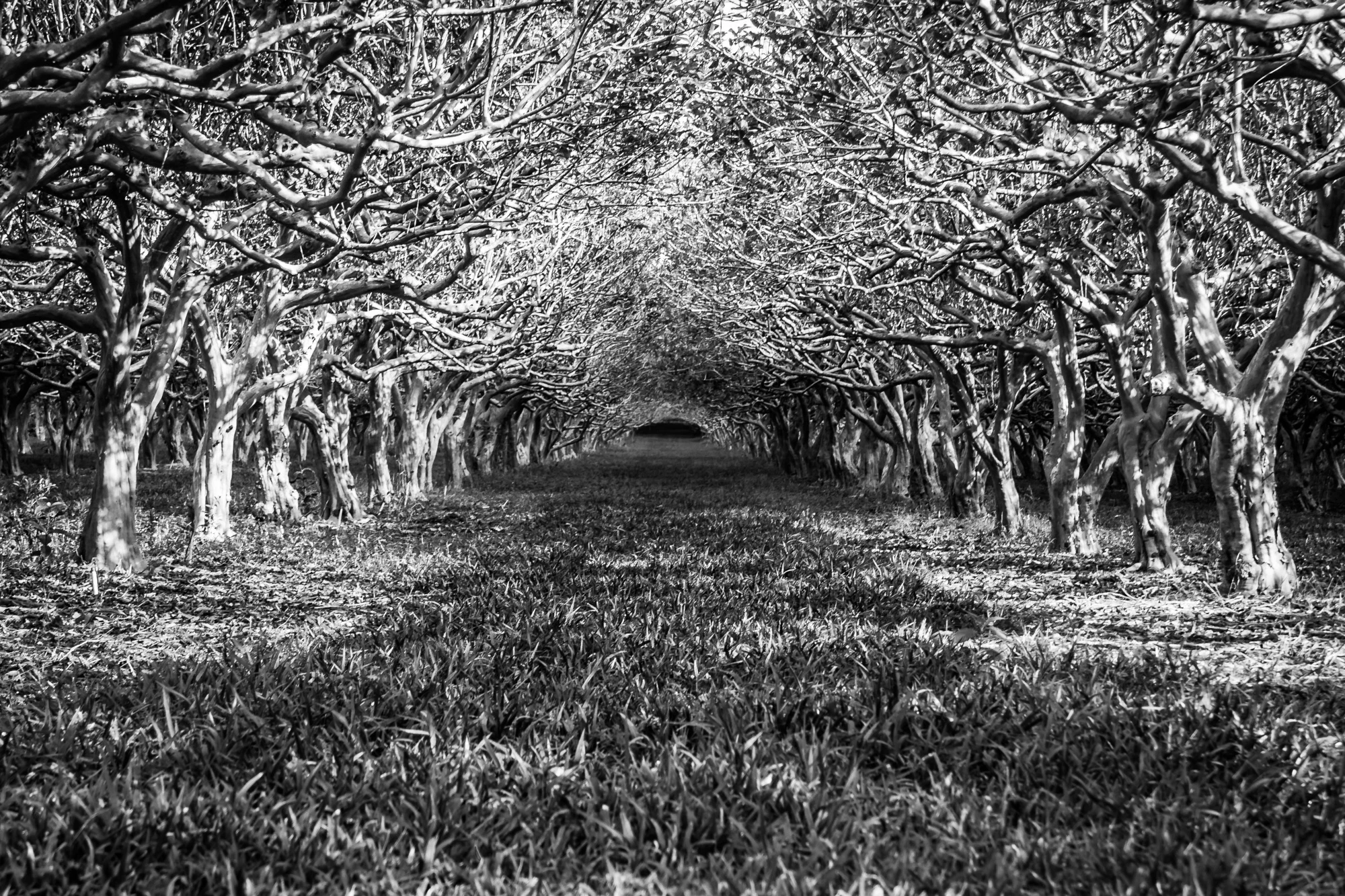 Guana Kai Plantation