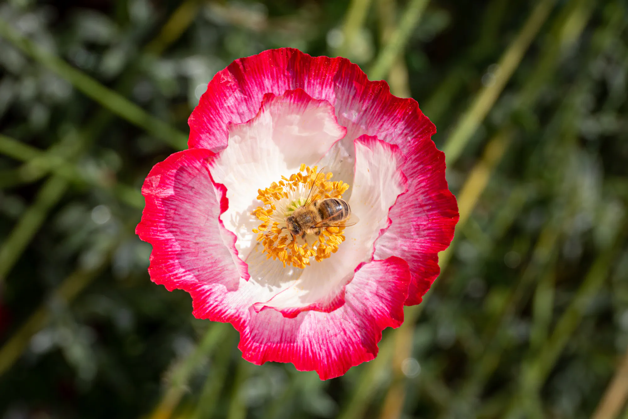 Bee in Poppy