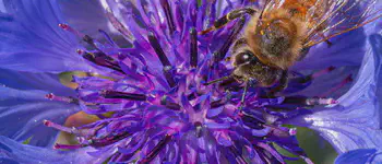 Conflower Bee