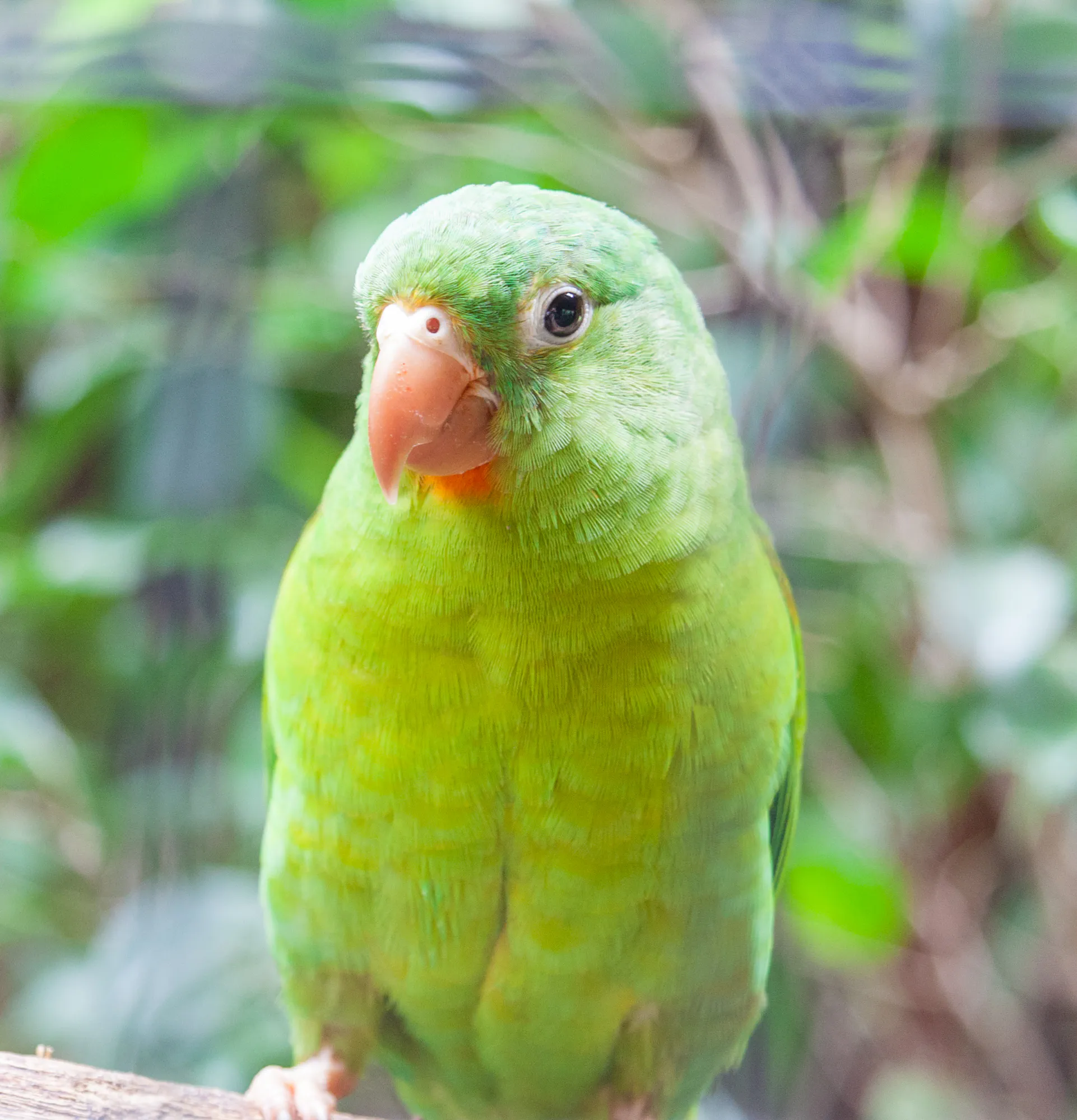 A Little Green Parrot