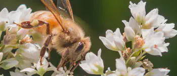 Bee on Buckwheat