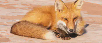 Red Island, Red Fox
