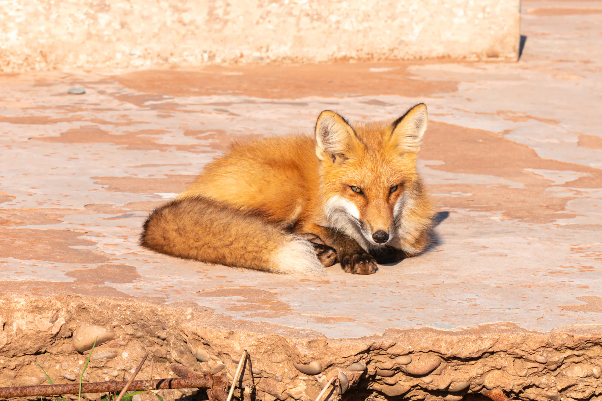 Red Island, Red Fox