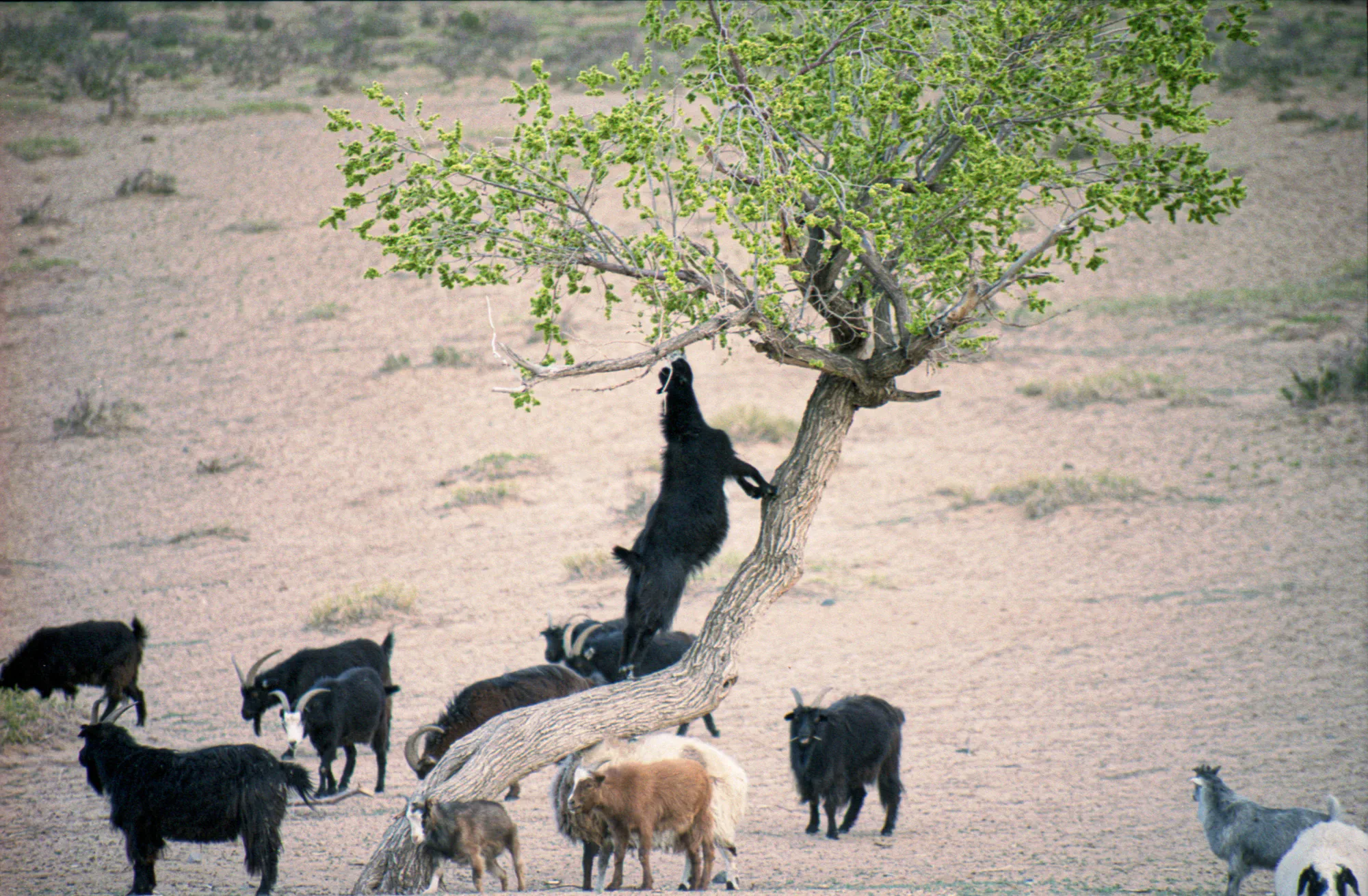 Goats can climb trees