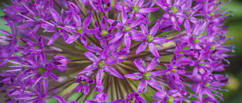 Allium hollandicum
