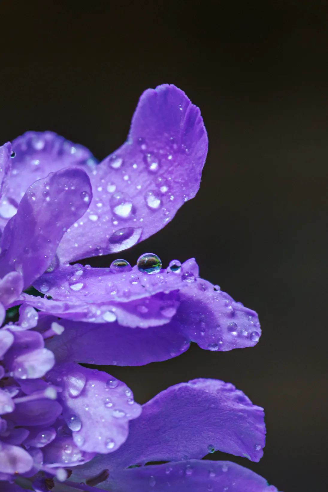 Waterdrop on petal