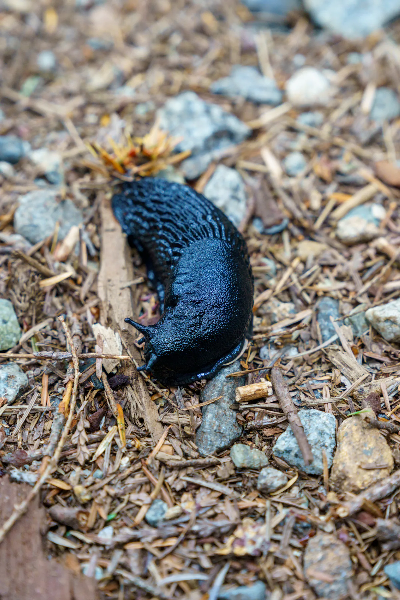 The Invasive Black Slug