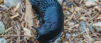 The Invasive Black Slug