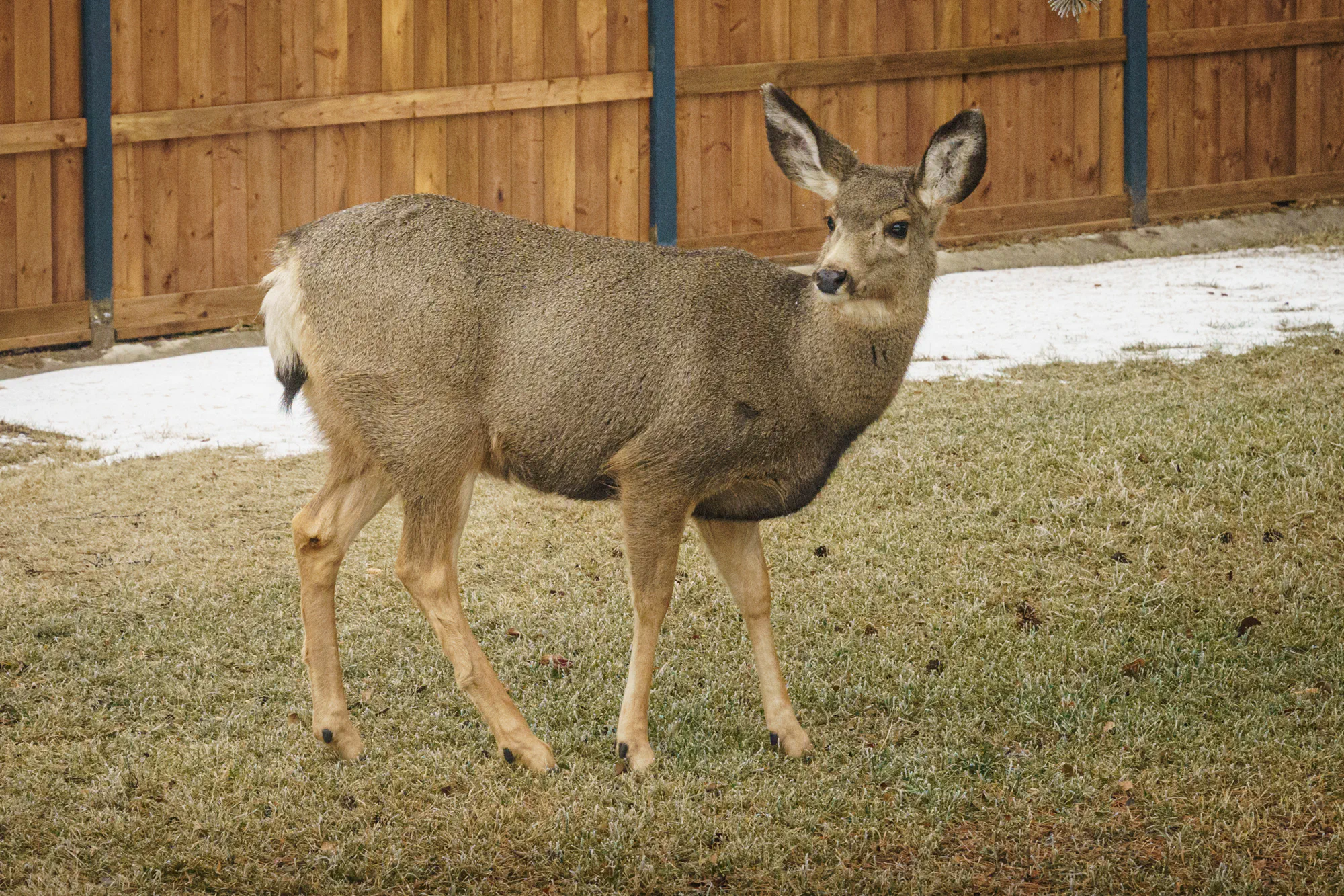 We have a backyard deer