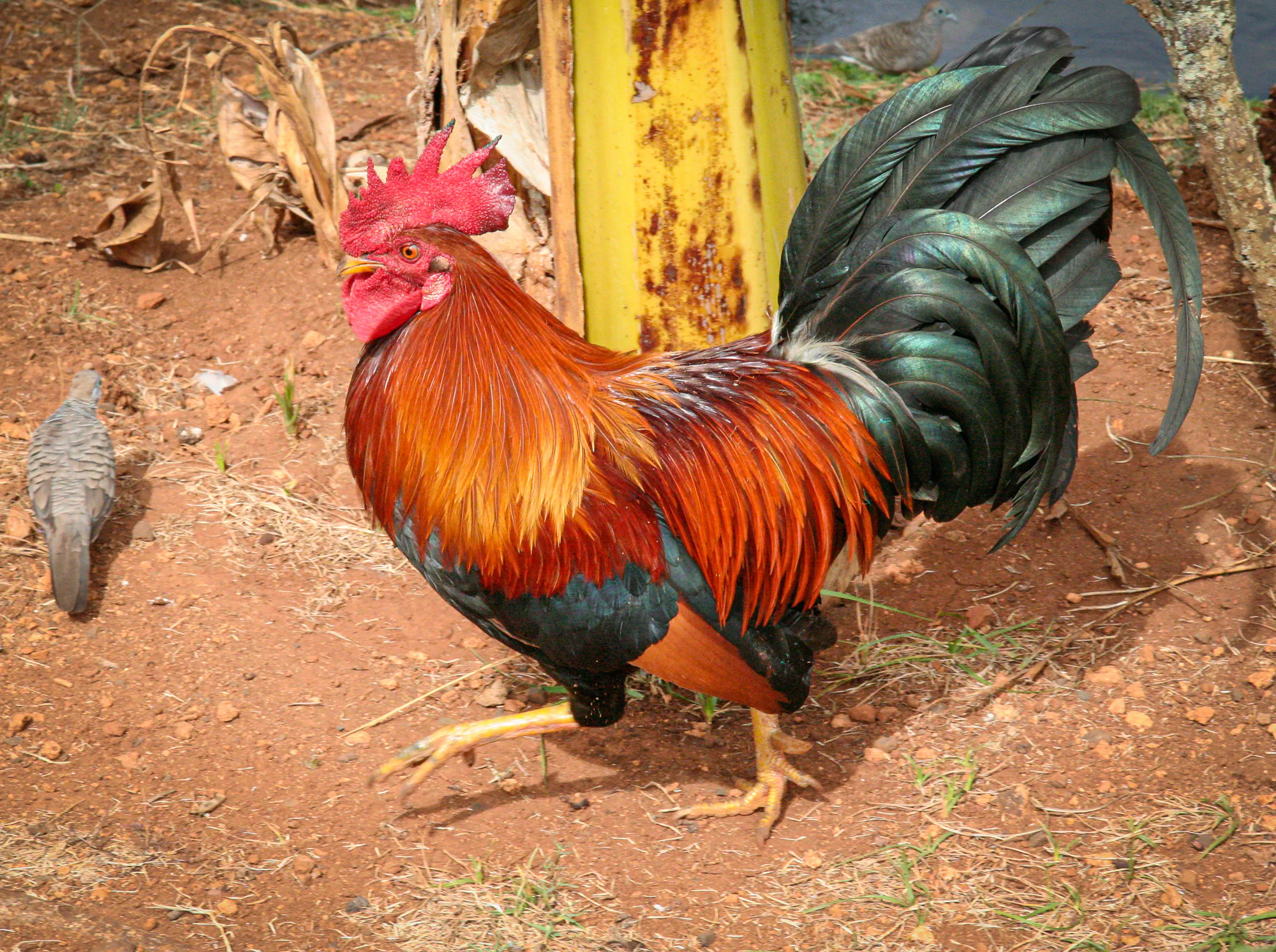 Polynesian Jungle Chicken