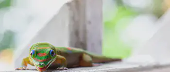 Breakfast Gecko